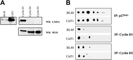 Figure 4. Cyclin D1 and D2 favor unphosphorylated p27kip1 isoforms. Western blot shows the expression levels of cyclin D1 in Cal51 and BL40 cells (A, left panel). The specificity of the anti–cyclin D1 antibody, LX014, is shown in panel A, right 2 panels. Human cyclin D1, D2, and D3 were all tagged with a 9E10 epitope, and the expression levels of these cyclins in SF9 cells were detected by the mouse monoclonal antibody 9E10 (A, bottom right). 2D gel analysis shows that both cyclin D1 and cyclin D2 favor unphosphorylated p27kip1. Although cyclin D1 favors unmodified p27kip1, isoform 1, cyclin D2 binds to both p27kip1 isoforms 1 and 2 (B).