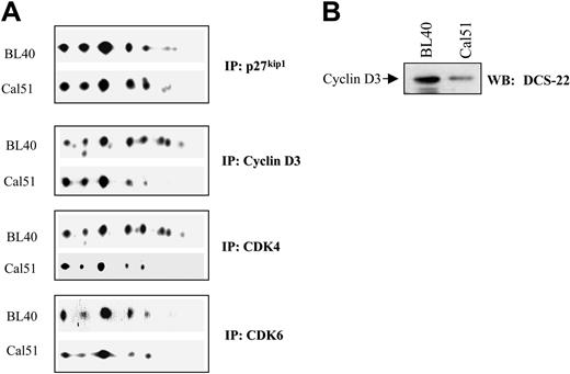 Figure 5. Cyclin D3 and cdk4 selectively interact with phosphorylated p27kip1 in vivo. 2D gel analysis shows that cyclin D3 and cdk4 (A) but not cdk6 (B) selectively interact with p27kip1 isoforms 5 to 8 in BL40 cells (A). Western blot shows the expression level of cyclin D3 in Cal51 and BL40 cells detected by the anti–cyclin D3 antibody DCS-22 (B).
