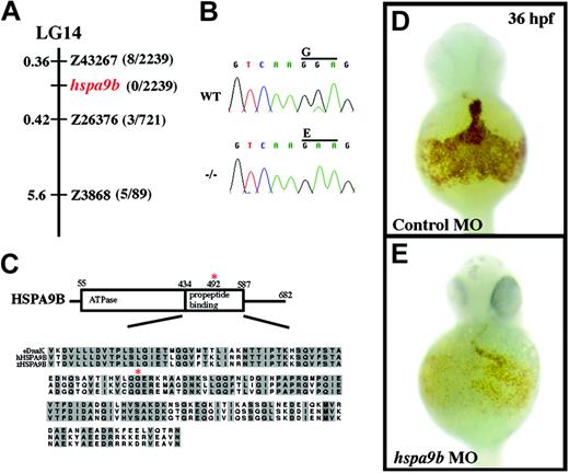 Figure 3. crs encodes a conserved mitochondrial matrix chaperone, HSPA9B. (A) The crs mutation is on linkage group 14 (LG14) between the polymorphic microsatellite markers z43267 and z26376. The distance between crs and each polymorphic marker is shown in centimorgans on the left, and the number of recombinants of 2239 meioses is on the right. No recombinants were found on 2 PACs that contain the entire zebrafish hspa9b gene. (B) ABI automated sequencer-produced chromatographs from wild-type (top) and mutant (bottom) mRNA. A G>A point mutation produces a glycine-to-glutamate conversion at amino acid 492 in zebrafish HSPA9B. (C) Domain structure of HSPA9B. HSPA9B has an N-terminal adenosine triphosphatase domain (amino acids 55-434) immediately followed by a propeptide-binding domain (amino acids 435-587) within which the G492E mutation lies (red asterisk). Underneath the domain map is an alignment of the propeptide-binding domains of zebrafish and human HSPA9B and E coli. DnaK chaperones with conserved residues in gray and the conserved glycine mutated in crs zebrafish marked with a red asterisk. (D-E) Whole mount o-dianisidine staining of embryos injected with control (D) or hspa9b (E) morpholino-modified antisense oligonucleotides (MO) at 36 hpf.
