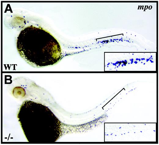 Figure 4. crs granulocytes are reduced in number. Whole-mount in situ hybridization for mpo+ granulocytes at 42 hpf in wild-type (A) and mutant (B) embryos. Brackets indicate the tail regions shown at higher magnification in lower right corner of each panel.