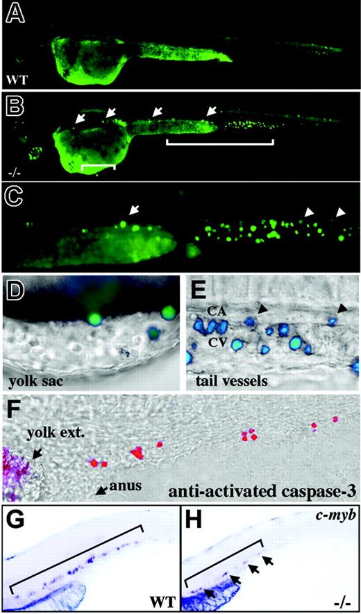Figure 5. Apoptosis of crs blood cells. (A-E) Live wild-type (A) and mutant (B-E) embryos incubated with acridine orange at 36 to 38 hpf. The area bracketed in ventral tail (B) is shown at higher magnification (C) with far right arrow indicating the same labeled blood cell in panels B and C. Areas over the yolk sac (B) and in the ventral tail (C) are shown at higher magnification in panels D and E, respectively. Arrowheads indicate the same labeled blood cells in panels C and E. Fluorescent images overlay bright-field images (D-E) and labeled cells are surrounded by unlabeled blood cells over the yolk sac (D) and in the tail vessels; CA indicates caudal artery and CV caudal vein (E). (F) Whole-mount immunofluorescence on 36 hpf mutant embryos with an antibody against activated caspase-3 overlies a bright-field image in the ventral tail. The yolk extension (yolk ext) and anus are marked for orientation. (G-H) Whole-mount in situ hybridization for c-myb+ stem cells at 42 hpf in wild-type (G) and mutant (H) embryos. Brackets delineate the positive progenitor population. Arrows in panel H mark positive cells in the mutant.