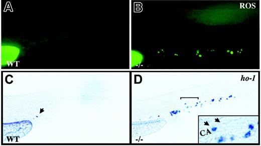 Figure 7. crs blood cells produce excess ROS and undergo oxidative stress. (A-B) Live wild-type (A) and mutant (B) embryos incubated with dihydrorhodamine 123 at 36 to 38 hpf. (C-D) Whole-mount in situ hybridization for heme oxygenase-1 (ho-1) at 36 to 38 hpf in wild-type (C) and mutant (D) embryos. A single cell in the tail vessels of the wild-type embryos is marked by an arrow in panel C. The region bracketed in panel D is shown at higher magnification (inset) with a ho-1+ cell (arrow) next to an unlabeled cell (arrowhead) in the caudal artery (CA).