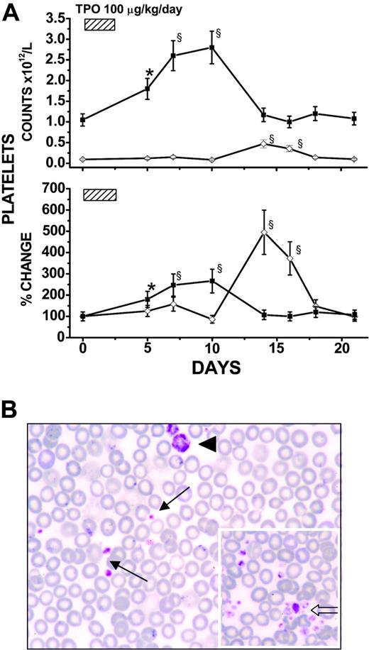 Figure 1. TPO treatment (100 μg/kg per day for 5 days) increased platelet counts and restored platelet morphology in the blood of GATA-1low mice. (A) Platelet counts (as absolute numbers, top; percent change, with respect to values measured in each mouse 3-5 days before TPO treatment, bottom) in wild-type (▪) and GATA-1low (⋄) mice (both 12 months old) treated with 100 μg TPO/kg per day for 5 days, as indicated. Data are presented as the mean (± SD) of independent determinations for a total of 18 GATA-1low and 14 normal littermates analyzed per experimental point. Values statistically higher than those from untreated animals are indicated: * indicates P < .05; §, P < .01. (B) May-Grünwald-Giemsa staining of a representative blood smear from a GATA-1low mouse at the peak (day 14) of its response to TPO, showing the presence in these samples of both megathrombocytes (arrowhead) and normal-sized platelets (arrows). As shown by the open arrow in the insert, normal-sized platelets from TPO-treated GATA-1low mice formed discrete aggregates virtually absent on blood smears from untreated mutant littermates. (Original magnification × 100/1.32 numerical aperture.)