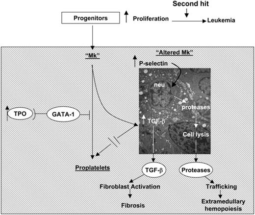 Figure 9. A pathobiologic pathway linking TPO, GATA-1, and TGF-β1 in the development of myelofibrosis in mice and, possibly, of IM in humans. Both TPOhigh and GATA-1low mutations decrease the GATA-1 content of Mks (Figure 7) and induce similar Mk abnormalities, including abnormal P-selectin localization on the DMS, increased emperipolesis of neutrophils, and high levels of para-apoptosis (Figure 4).22,32 In both cases, the animals express high levels of TGF-β1 in extracellular fluids of marrow and spleen (Table 1), while neutrophil proteases are also detected in the microenvironment surrounding the Mks in association with the fibers (Figure 4). According to these data, we propose that marrow fibrosis is caused by TGF-β1 activation of the fibroblasts. On the other hand, extramedullary hematopoiesis is the consequence not only of reductions in stem/progenitor cell niches in the marrow because of fibrosis, but also of the proteases released by the neutrophils as part of the emperipolesis process that would dislodge stem/progenitor cells by cleaving from their surface the adhesion proteins necessary for attachment to the niches.37 Dislodged stem/progenitor cells would, then, have no other choice than to home and colonize lower affinity niches in other tissues.
