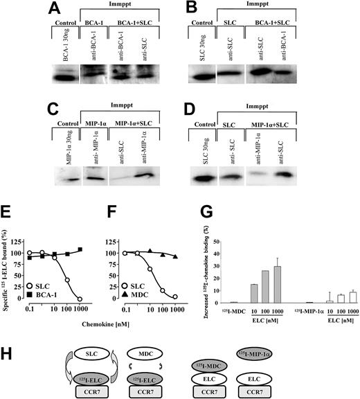 Figure 6. Synergy-inducing chemokines form heteromeric complexes with SLC, do not interfere with the binding of CCR7 ligands, but can bind CCR7 in the presence of ELC. SLC, BCA-1, or SLC plus BCA-1 were subjected to immunoprecipitation (Immppt) with anti-BCA-1 or anti-SLC antibodies. The samples were then analyzed by Western blotting and the presence of chemokines was detected with anti-BCA-1 (A) or anti-SLC (B) antibodies. (C-D) MIP-1α or SLC plus MIP-1α were subjected to immunoprecipitation with anti-SLC or anti-MIP-1α antibodies. The samples were then analyzed by Western blotting, and the presence of MIP-1α or SLC detected with a specific antibody. (E-F) CCR7-transfected cells were incubated with 0.15 nM 125I-ELC and increasing concentrations of unlabeled SLC (○), BCA-1 (▪), or MDC (▴). The curves (means of duplicate determinations) are representative for 1 of 3 experiments performed. (G) CCR7-transfected cells were incubated with 0.15 nM 125I-MDC or 0.15 nM 125I-MIP-1α, as indicated, and increasing concentrations of unlabeled ELC. Data (mean ± SD) are shown as percentage of the increase of 125I-chemokine binding obtained in 3 independent experiments. The difference between the enhancements observed with 125I-MDC and 125I-MIP-1α in the presence of ELC is statistically significant (P < .005). (H) Schematic representation of the binding events corresponding to panels D-F. Please refer to text (“Synergy-inducing chemokine binds to CCR7 in the presence of ELC”) for details.