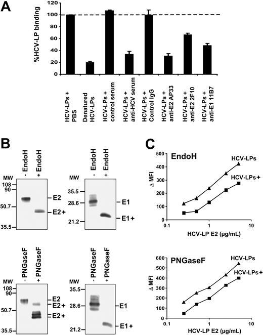 Figure 3. Viral envelope glycoproteins and HCV-LP binding to DCs. (A) Inhibition of HCV-LP binding to imDCs by anti-HCV antibodies. HCV-LPs (1 μg HCV-LP E2/mL) were preincubated with anti-E2 (AP33, 2F10; 50 μg/mL), anti-E1 antibody (11B7; 50μg/mL), or an anti-HCV antiserum (dilution 1:50) containing high-titer antibodies against the HCV envelope glycoprotein E2 for 1 hour at 37°C. Incubation of HCV-LPs with control IgG (50 μg/mL) or anti-HCV–negative serum (dilution 1:50) served as negative controls. HCV-LP binding was analyzed by flow cytometry using chimpanzee anti-E2 mAb (49F3) and PE–conjugated anti–human IgG. Denaturation of HCV-LPs was performed by heat treatment as described.27,35 Mean ± SD of 3 experiments is shown (HCV-LP binding in the absence of antibody = 100%). (B) Analysis of envelope glycoprotein glycosylation. HCV-LPs were digested with EndoH or PNGaseF for 2 hours at 37°C. Glycosidase (+) and mock-digested HCV-LP envelope proteins were separated by sodium dodecyl sulfate–polyacrylamide gel electrophoresis, followed by immunoblotting with anti-E1 and anti-E2 mAbs as described previously.27,35 Sizes of molecular weight (MW) markers in kilodaltons are indicated on the left (E1+ and E2+ indicate deglycosylated forms of E1 and E2). (C) Impact of envelope glycoprotein glycosylation for HCV-LP binding. ImDCs were incubated with increasing concentrations of glycosidase-digested (+) and mock-digested HCV-LPs, and particle binding was analyzed by flow cytometry as described in Figure 1.