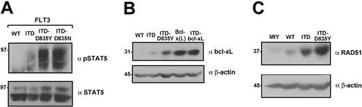 Figure 3. The expression of FLT3-ITD-TKD dual mutants induces hyperactivation of STAT5 and up-regulation of Bcl-x(L) and RAD51. (A) The phosphorylation status of STAT5 in extracts of Ba/F3 FLT3WT, FLT3-ITD, and FLT3-ITD-D835Y/N cells was determined by Western blot analysis using the polyclonal anti-pSTAT5 antibody. The membrane was stripped and reproved with polyclonal anti-STAT5 antibody. Expression of Bcl-x(L) and RAD51 in the same lysates was analyzed by immunoblotting with monoclonal anti–Bcl-x(L) (B) and polyclonal anti-RAD51 (C) antibodies. Identical protein loading in all lanes was confirmed by immunoblotting using an anti–β-actin antibody.