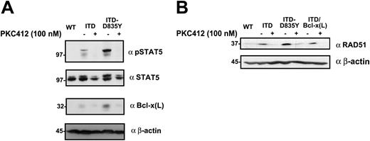 Figure 4. The FLT3 PTK inhibitor PKC412 down-regulates phosphorylation of STAT5 and expression of Bcl-x(L) and RAD51 in FLT3-ITD and FLT3-ITD-TKD Ba/F3 cells. The expression and phosphorylation of STAT5 in Ba/F3 FLT3-WT, FLT3-ITD, and FLT3-ITD-D835Y–expressing cells treated with 100 nM of PKC412 or untreated cells was determined by Western blot analysis in crude lysates using polyclonal pSTAT5 and anti-STAT5 antibodies as well as monoclonal anti–Bcl-x(L) and anti–β-actin (A), and polyclonal anti-RAD51 and monoclonal anti–β-actin (B) antibodies.