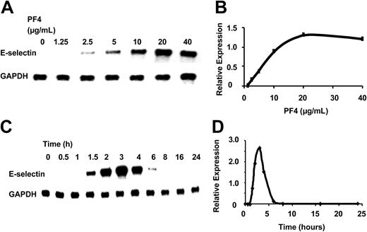 Figure 2. Dose response and time course of increased E-selectin RNA expression by PF4. (A) RPA of E-selectin RNA in HUVECs exposed to increasing concentrations of PF4. GAPDH was also measured as an internal control. (B) Relative expression of E-selectin RNA from the experiment in panel A as compared to GAPDH. Data were quantitated as described in “Materials and methods.” (C) RPA demonstrating time course of E-selectin expression after exposure to PF4. (D) Quantitation of data in panel C. Data shown are representative of 3 independent experiments.