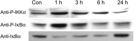 Figure 8. Phosphorylation of IκBα and IKKα. Western blot analysis of cytoplasmic proteins extracted from control (con) and PF4-exposed HUVECs. HUVECs were incubated with PF4 for the indicated times. Data are representative of 3 independent experiments.