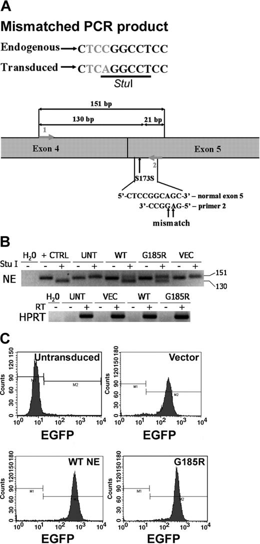 Figure 1. Expression of WT NE and the G185R mutant in HL-60 cells. (A) Schematic representation of mismatched PCR showing the polymorphism at S173 used to distinguish endogenous NE from untransduced cells (UNT) and ectopically expressed WT NE and the G185R mutant. (B) StuI restriction analysis of reverse transcription-PCR (RT-PCR) products demonstrating the presence of ectopically expressed WT NE or the G185R mutant (130 bp) and endogenously expressed NE (151 bp) in expanded clones. The negative image of an ethidium bromide-stained agarose gel is shown. Water (H2O) indicates negative control; +CTRL, pCDNA3.1 plasmid containing NE as a positive control; VEC, cells transduced with empty MIEG3 vector. (C) Flow cytometric analysis of expanded clones demonstrating more than 96% EGFP-positive cells. M1 and M2 represent negative and positive gates for EGFP fluorescence, respectively.