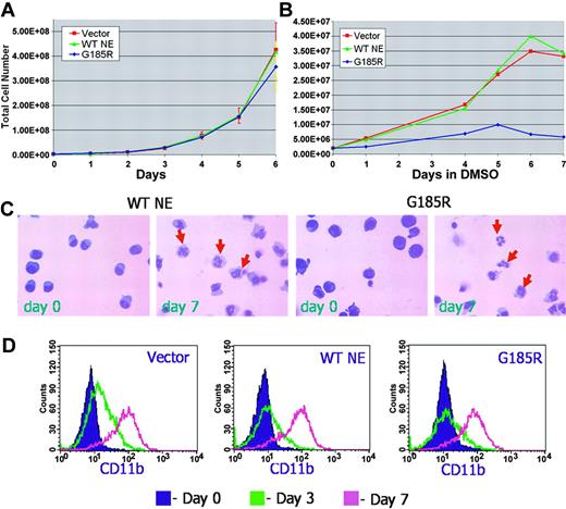 Figure 2. G185R mutant does not inhibit neutrophilic differentiation. Growth curve of (A) proliferating and (B) differentiating HL-60 cells transduced with empty MIEG3 vector (red squares and line), WT NE (green triangles and line), or the G185R mutant (blue diamonds and line). (C) Wright-Giemsa stains of WT NE- and G185R-transduced cells show mature neutrophils (arrows) at day 7 of DMSO treatment. (D) Flow cytometric analysis of CD11b expression in transduced cells after culture in DMSO-containing media (1.25% vol/vol) for day 0 (purple shaded curve), day 3 (green curve), and day 7 (pink curve).
