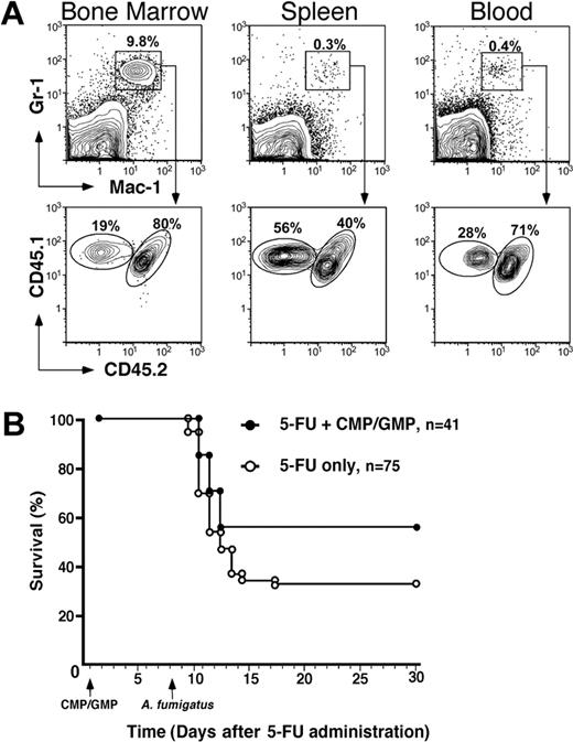 Figure 1. Analysis of the tissue distribution of CMP/GMP progeny and survival following A fumigatus infection. (A) Flow cytometric analysis of tissue neutrophils (Mac-1+Gr-1+) on D+8 identified the presence of donor CMP/GMP-derived cells (CD45.1+CD45.2-). Although present in both bone marrow and blood, the donor cells constituted the majority of splenic neutrophils in comparison to host cells (CD45.1+CD45.2+). (B) Kaplan-Meier plot of mice infected with 3 × 106 to 4 × 106 cfu of A fumigatus following treatment with 5-FU only (○) or 5-FU plus 1 × 103 CMPs and 2 × 103 GMPs (⬡). The myeloid progenitors were infused 30 hours after 5-FU administration and the mice were infected 8 days after chemotherapy via intranasal instillation of A fumigatus conidia. The group that had received the CMP/GMP infusion (n = 41) had a significantly higher survival rate than the group treated with 5-FU only (n = 75) (56% and 33% respectively; P = .019). Animals that succumbed to infection at 2 to 4 days after instillation showed clinical evidence of disease, whereas those that survived appeared healthy throughout the observation period (30 to 60 days).