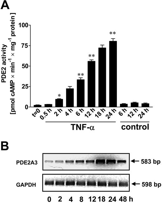 Figure 2. Time course of TNF-α–induced increase of PDE2 activity and mRNA. HUVECs were stimulated with TNF-α (10 ng/mL) and assayed for PDE2 activity (A) and PDE2A3 mRNA (B). PDE2 activity was measured in HUVEC lysates of cells stimulated up to 24 hours, normalized to total cellular protein, and expressed as pmol cAMP (or cGMP) × minute-1 × mg protein-1. Untreated controls were run in parallel for 3 time points (6, 12, and 24 hours). Data presented are mean ± SEM of 4 independent experiments. (B) Semiquantitative RT-PCR analysis of PDE2 mRNA in HUVECs. Cells were stimulated up to 48 hours with TNF-α (10 ng/mL). After RT reaction, PCR was run with 32 cycles (PDE2A3) and 28 cycles (glyceraldehyde-3-phosphate dehydrogenase, GAPDH). Representative ethidium bromide–stained agarose gels are shown. RT-PCR product sizes for PDE2A3 and glyceraldehyde-3-phosphate dehydrogenase (GAPDH) were 583 base pair (bp) and 598 bp, respectively. PCR for GAPDH served as internal control. The gels are representative of 4 independent experiments. *P < .05 versus t = 0; **P< .01 versus controls.