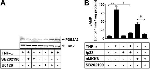 Figure 3. p38 MAP kinase is involved in PDE2A expression. HUVECs were incubated for 6 hours with TNF-α (10 ng/mL). p38 MAPK inhibitor SB202190 (10 μM) or ERK1/2 inhibitor U0126 (1 μM) were coincubated with TNF-α to identify involvement of the respective kinase pathway for TNF-α–mediated PDE2 expression (A). HUVEC protein lysates were denatured and subjected to electrophoresis on 7.5% (wt/vol) SDS–polyacrylamide gels. Proteins were transferred to nitrocellulose and probed simultaneously with anti-PDE2A and ERK2 antibody. The latter antibody detects nonphosphorylated ERK2 protein to control for equal loading. After exposure to the IRDye 800–labeled antigoat and Cy5.5-labeled secondary antirabbit antibody, proteins were visualized using an infrared imaging system. The gels are representative of 5 independent experiments. HUVECs were transfected with a dominant-negative p38 MAPK cDNA construct (ip38) prior to stimulation with TNF-α (10 ng/mL) (B). Constitutively active MKK6 cDNA construct (aMKK6) was transfected into HUVECs and incubated with p38 MAPK inhibitor SB202190 (10 μM). After 18 hours, PDE2 activity was measured and normalized to total cellular protein and expressed as pmol cAMP × minute-1 × mg protein-1 (B). Data presented are mean ± SEM of 4 independent experiments. **P < .01 versus untreated cells; #P < .05 versus TNF-α–stimulated cells; and §P < .05 versus MKK6-transfected cells.