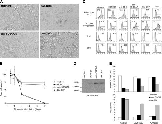 Figure 1. Stimulation of mono-DCs through hOSCAR promotes cell survival in the absence of survival factors by a PI3K-, ERK-dependent pathway. Mono-DCs were washed 4 times to remove GM-CSF and IL-4, before stimulation of the cells with plastic-coated mAb (MOPC21, anti-CD13, anti-hOSCAR), 200 ng/mL GM-CSF, or 20 ng/mL TNF. Data shown are representative of 3 independent experiments. (A) Mono-DCs were stimulated as described and photographed after 3 days. Cells were visualized using an inverted Olympus CK40 microscope (Olympus, Tokyo, Japan) with a 20×/0.50 aperture objective; final total magnification, × 200. Images were captured with a Nikon camera (Nikon, Melville, NY) and imported into Adobe Photoshop (Adobe Systems, San Jose, CA). (B) After stimulation for the indicated time, cells were harvested and counted by exclusion of dead cells with blue trypan. Cell recovery is expressed as percentage of cells put into culture at day 0. □ indicates medium only; ▪, MOPC21; ○, anti-hOSCAR; and ⬡, GM-CSF. Survival curve displays the mean and standard deviation of 3 independent cell counts from 1 representative experiment. (C) After 3 days of stimulation as described, cells were analyzed for annexin V binding, DiOC6(3) incorporation, and intracellular staining by anti–Bcl-2 and Bcl-x. Numbers in the corners correspond to the percentage of positive cells for annexin V and DiOC6(3) analysis, and indicate specific mean fluorescence intensity for Bcl-2 and Bcl-x staining (shaded histogram). The dotted line shows the binding of an isotype control mAb to the cells. (D) Lysates of mono-DCs stimulated for 3 days, as indicated, were analyzed for expression of Bcl-x isoforms by Western blot. The antiapoptotic long isoform of BcL-x corresponds to the band of 28 kDa. (E) Mono-DCs were stimulated for 3 days, as described, in the presence of PI3K inhibitor (LY294002) or ERK-pathway inhibitor (PD98059). The percentage of apoptotic cells and expression of Bcl-2 were analyzed by annexin V–FITC binding and anti–Bcl-2 labeling. The data were expressed as percentages for annexin V–FITC and ΔMFI (mean fluorescence intensity minus fluorescence detected with isotype control). □ indicates medium only; ▪, anti-hOSCAR; and ▦, GM-CSF.