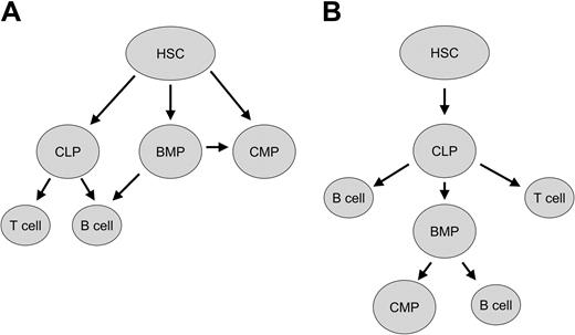 Figure 4. Two models of hematopoietic stem cell development consistent with the data presented here. In stem cell differentiation model A, the hematopoietic stem cell could form 3 common progenitors, the common myeloid progenitor, the common lymphoid progenitor, and the B-cell/myeloid common progenitor described here. In stem cell differentiation model B, the stem cell differentiates to only the common lymphoid progenitor; however, along with differentiating into Band T cells, the CLP can give rise to a BMP cell, which can differentiate into B cells and myeloid cells. HSC indicates hematopoietic stem cell; CLP, common lymphoid progenitor; CMP, common myeloid progenitor; BMP, B-cell/myeloid progenitor.