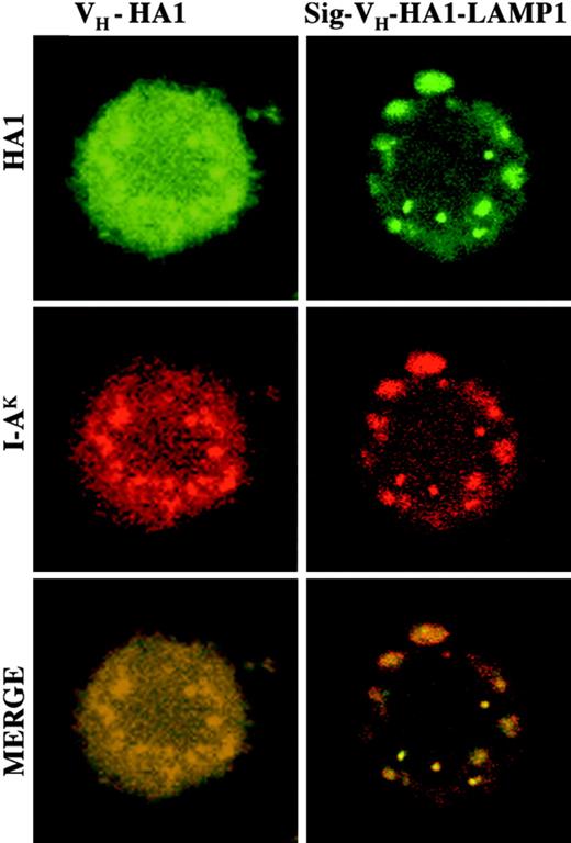 Figure 2. LAMP1-targeting signals target antigen expression in the MHC class II–processing compartment. Intracellular localizations of VH-HA1 and Sig-VH-HA1-LAMP1 were assessed by immunofluorescence, using anti-HA1 and anti–I-Ak Abs. Images were captured with a Leica TCS SP2 microscope with a Pl Apo oil objective, 63×/1.4 numerical aperture (Leica, Milan, Italy). Cells were stained using HA1-FITC and I-AK-TRIC mAbs. Images were processed with Leica confocal software.