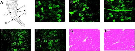 Figure 2. Histology of normal dog muscle 8 weeks after intravascular vector delivery by isolated limb perfusion. (A) Anatomy of dog hindlimb showing sites of biopsy. (B-F) Immunofluorescence staining for canine F.IX at multiple sites as indicated, showing extensive positive staining. (G-H) Hematoxylin and eosin staining of same samples. For all panels, original magnification ×100.