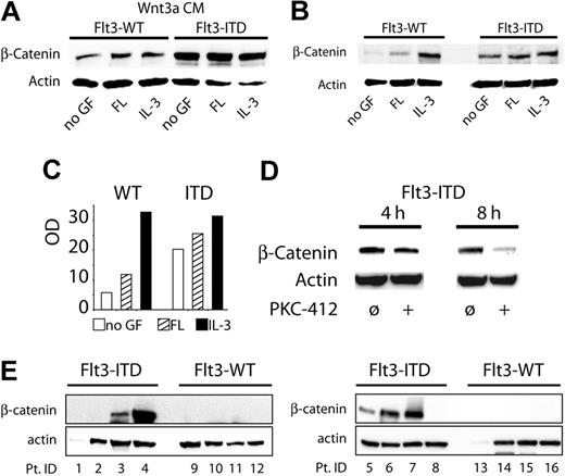 Figure 3. Flt3 activates the canonical Wnt signaling pathway. (A-B) 32D cells stably expressing the indicated Flt3 constructs were starved from growth factors (GF) for 12 hours, exposed to the indicated cytokines for 6 hours with control-conditioned medium or Wnt3a-conditioned medium, and lysed, and the indicated protein was analyzed by Western blot analyses. (A) Expression of β-catenin in the presence of Wnt3a. (B) Expression of β-catenin in the absence of Wnt3a. (C) Densitometry of β-catenin. The bar diagram indicates the intensity of the β-catenin bands shown in Figure 3B. □ indicates no GF; ▨, FL; ▪, IL-3. For densitometry analyses we used an INTAS camera (Epichem3 Darkroom) and the GelPro Analyser (1D-Gel ToolBar) software. (D) 32D/Flt3-ITD cells (in the absence of exogenous growth factors) were exposed to 300 nM PKC412 for the indicated periods. The cells were lysed and subjected to Western blot analyses for β-catenin. (E) Expression of β-catenin in patients with ITD-negative and ITD-positive AML. Pt. ID indicates patient identification number.