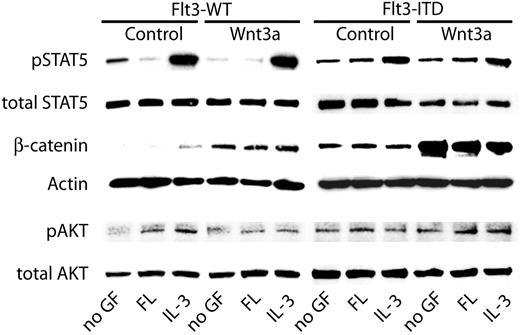 Figure 4. Influence of Flt3-ITD on Wnt signaling pathways. 32D cells stably transfected with Flt3-WT or with Flt3-ITD were grown for 12 hours in the absence of IL-3. Subsequently, cells were stimulated with FL, IL-3, or left without cytokine for 6 hours. Additionally, either 50% of Wnt3a-conditioned medium or control-conditioned medium was added. Lysates were subjected to Western blot analyses with the indicated primary antibodies.