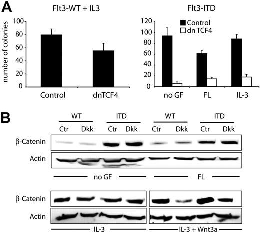 Figure 6. Dominant-negative TCF4 inhibits leukemic cell growth of Flt3-ITD mutations. (A) Stable 32D/Flt3-ITD or 32D/Flt3-WT cells were either transfected with a dominant-negative TCF4 expression construct (dnTCF4; □) or with control vector (▪) as indicated. Cells were seeded in triplicates in colony assays in the presence of neomycin selection. Colony growth was evaluated on day 10. The bar graph shows the result of 1 of 3 independent experiments (mean and SD). (B) 32D cells stably transfected with Flt3-WT or with Flt3-ITD were grown for 12 hours in the absence of IL-3. Subsequently, cells were stimulated with FL or IL-3 or left without cytokine in the presence or absence of Dkk-1 protein for 6 hours. Either 50% of Wnt3a-conditioned medium or control-conditioned medium was added. Western blot analyses were performed with lysates from these cells using β-catenin or actin antibodies as indicated.