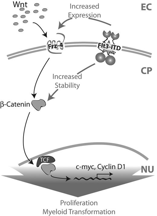 Figure 7. Schematic representation of cooperation between Wnt signaling and ITD mutations. In the presence of Wnt ligands the intracellular cascade of canonical Wnt signaling is activated via Frizzled receptors. This results in the stabilization of β-catenin protein in the cytoplasm and, thus, a higher translocation of β-catenin into the nucleus. There it forms a complex with TCF transcription factor and activates the transcription of Wnt target genes such as cyclin D1 or c-myc. In the presence of ITD mutations, β-catenin protein is stabilized independently of Wnt ligand–induced signaling. Additionally, the receptor Frizzled-4 is up-regulated. As a consequence, the canonical Wnt signaling cascade is also activated, resulting in a higher activation of β-catenin/TCF-dependent promoters and, thus, higher expression levels of Wnt target genes. EC indicates extracellular; CP, cytoplasm; and NU, nucleus.