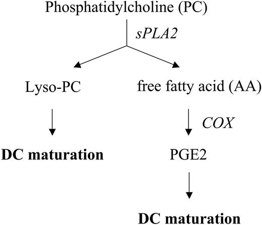 Figure 7. Lipid mediator metabolism initiated by sPLA2. The major phospholipid of the outer leaflet of the plasma membrane is PC. Cleavage of PC by sPLA2 thus results in the release of a free fatty acid, such as AA and lyso-PC, which has recently been shown to activate DCs. AA can be metabolized by COX and the respective synthase toward PGE2, which cooperates with TNF-α in DC maturation.