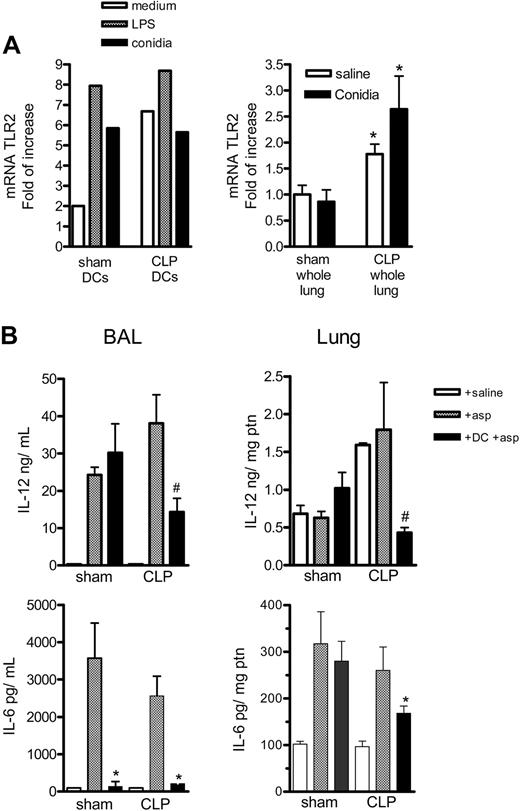 Figure 6. TLR2 expression on purified DCs or whole lungs from sham-operated and CLP mice and IL-12 and IL-6 levels on whole lung of sham-operated and CLP mice that received DC therapy during fungal challenge. (A) Left graph shows the mRNA for TLR2 on DCs purified from sham or CLP mice 15 days after surgery. The DCs were plated at 2 × 105/200 μL, and, after resting, the cells were incubated with medium, LPS (1 μg/mL), or conidia (1:1) for 4 hours; cells were then harvested and the mRNA levels were evaluated by real-time PCR (Taqman). The right graph shows the mRNA TLR2 expression in whole lung of sham and CLP mice 15 days after surgery and 6 hours after challenge with saline or 5 × 107 conidia. *P < .05 between sham and CLP groups. The data shown are representative of 2 experiments. (B) Groups of mice were subjected to sham or CLP surgery, and at day 15 they received an intratracheal injection of saline, 5 × 107 conidia alone, or the same number of conidia plus 1 × 106 BMDCs. At day 2 after the intratracheal challenge, mice were killed, and BAL and lung tissues were processed for ELISA analysis. The data shown are representative of 2 experiments. *P < .05 compared with CLP + Asp group, and #P < .05 compared with Sham + DC + asp and CLP + asp. Data are expressed as mean ± SEM.