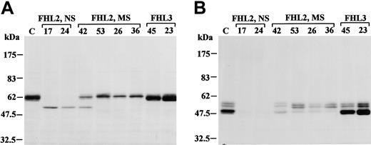 Figure 4. Perforin expression by Western blot analysis. Analysis is shown under reducing (A) or nonreducing (B) conditions in FHL patients. T cells from healthy control (C), FHL2 patients, and FHL3 patients were grown as described in “Generation of alloantigen-specific CTL lines and analysis of CTL cytotoxicity.” Cell extracts of these cells (20 μg each) were analyzed by Western blot with antiperforin antibody. The data shown are representative results of 3 independent experiments. NS indicates nonsense mutation; and MS, missense mutation. The numbers above the lanes correspond to the UPNs of patients listed in Table 2.