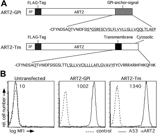 Figure 1. Schematic diagram of wild-type ART2.2-GPI and ART2.2-Tm and stable expression of ART2.2-GPI and ART2.2-Tm by DC27.10 lymphoma cells. (A) Domain structures of GPI-anchored ART2.2 (ART-GPI) and transmembrane-anchored ART2.2 (ART2.2-Tm) are shown. The N-terminal signal peptide of ART2.2 was replaced by the signal peptide of CD8 (SP) followed by a FLAG-tag. The wild-type GPI signal sequence of ART2.2-GPI is underlined, and the predicted GPI anchor attachment site is indicated by the asterisk. In the ART2.2-Tm construct, the C-terminal GPI anchor signal sequence was replaced by the 21-residue transmembrane domain of CD8 (underlined) and 5 flanking extracellular and 17 cytosolic amino acid residues. (B) DC27.10 lymphoma cells were stably transfected with ART2.2-GPI or ART2.2-Tm. Stable transfectants were selected by growth in the presence of G418 and subcloned by limiting dilution. Solid lines indicate levels of ART2.2 expression on the surfaces of parental untransfected lymphoma cells and of ART2.2-transfectants, determined by FACS analysis after staining with Alexa488-conjugated ART2.2-specific mAb AliA53. Dashed lines indicate cells treated with Alexa488-conjugated isotype control mAb. Numbers indicate mean fluorescence intensity (MFI) of ART2.2 staining.