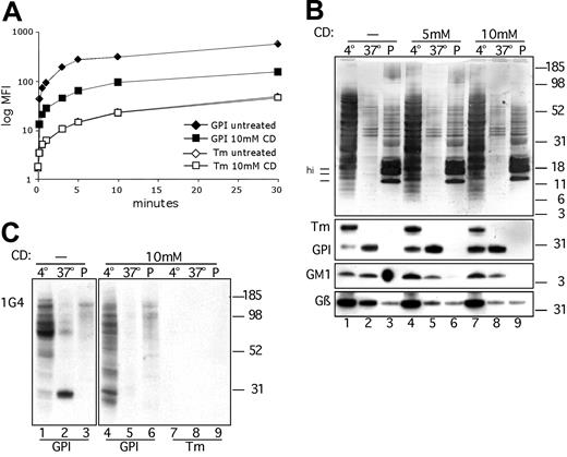 Figure 6. Disruption of lipid rafts by β-MCD inhibits the activity of ART2.2-GPI. (A) DC27.10 cells stably transfected with ART2.GPI (GPI; filled symbols) or ART2.2-Tm (Tm; open symbols) were incubated for 60 minutes in the absence (diamonds) or presence (squares) of 10 mM MCD. Cells were washed and incubated further in the presence of 1 μM etheno-NAD for the indicated times. Cell-surface protein ADP-ribosylation was detected by FACS analysis with Alexa488-1G4, as in Figure 5. (B) Equal aliquots of ART2.2-GPI and ART2.2-TM cells were mixed and incubated for 60 minutes in the absence or presence of 5 to 10 mM MCD. Cells were then lysed in 2 steps in 1% TX-100, and proteins in cleared lysates were analyzed by immunoblot analysis, as in Figure 3. (C) Cells were incubated for 60 minutes in the absence or presence of 10 mM MCD. Cells were then washed and incubated further for 10 minutes in the presence of 1 μM etheno-NAD. Immunodetection was performed by incubation of blots with mouse anti–etheno-adenosine mAb 1G4 followed by PO-conjugated anti–mouse IgG 1G4. Bound antibody was detected using ECL.