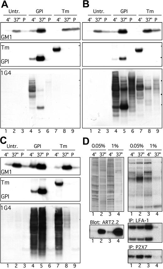 Figure 7. Membrane compartmentalization restricts the specificity of target protein (etheno)–ADP-ribosylation by ART2.2. (A-B) Untransfected (Untr.), ART2.2-GPI–transfected (GPI), and ART2.2-Tm–transfected (Tm) DC27.10 cells were incubated for 10 minutes in the presence of 1 μM (A) or 50 μM etheno-NAD (B). Cells were washed and then lysed in 2 steps in 1% TX-100 for 10 minutes at 4°C and then for 20 minutes at 37°C, as in Figure 3. TX-100–resistant pellets (P) were solubilized by sonication in 2% SDS. Proteins in cell lysates were acetone precipitated and subjected to size fractionation by SDS-PAGE, followed by Western blotting onto PVDF membranes. Immunodetection was performed as in Figure 6. (C) Cells were lysed by TX-100 and SDS, as described in panel B. Then 1 μM etheno-NAD was added to each lysate, and lysates were incubated for 10 minutes at 37°C. Reactions were stopped by the addition of acetone, and proteins were analyzed by immunoblotting as in panel A. (D) ART2.2-GPI–transfected DC27.10 cells were incubated for 10 minutes in the presence of 1 μM 32P-NAD. Cells were washed and lysed in 2 steps in 0.05% TX-100 (lanes 1, 2) or in 1% TX-100 (lanes 3, 4) for 10 minutes at 4°C and then in 1% TX-100 for 20 minutes at 37°C. Lysates were subjected to immunoprecipitation with immobilized anti–LFA-1 or anti-P2X7. Total protein in cell lysates was visualized by Coomassie brilliant blue staining, and ART2.2 was visualized by immunoblotting with PO-conjugated anti-FLAG mAb M2 (left panels). Radioactivity incorporated into proteins was determined by autoradiography; exposure times were 6 hours for LFA-1, 6 hours for total proteins, and 36 hours for P2X7 (right panels).