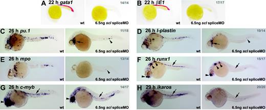 Figure 2. Hematopoietic gene expression is lost or severely reduced in Scl-depleted embryos. (A-H) Whole-mount embryos (15 × original magnification); lateral views; anterior, left; numbers of embryos represented in gray. (A, B) Erythroid gata1 and βE1 expression was lost in all morphants at 22 hpf. (C-E) In 26-hpf morphants, expression of primitive myeloid genes, pu.1, l-plastin, and mpo, was severely reduced. Remaining cells were restricted to the heart region (arrows) and posterior ICM (arrowheads). (F-H) HSCs were lost in Scl-depleted embryos. Runx1 and c-myb expression at 26 hpf associated with the DA was lost in scl morphants (F, G, arrows). In both cases, nonhematopoietic expression was unaffected (arrowheads).30,35 Ikaros expression in primitive blood and HSCs was lost in 29-hpf morphants (C, arrow). In each case, any remaining expressing cells were restricted to the posterior ICM.