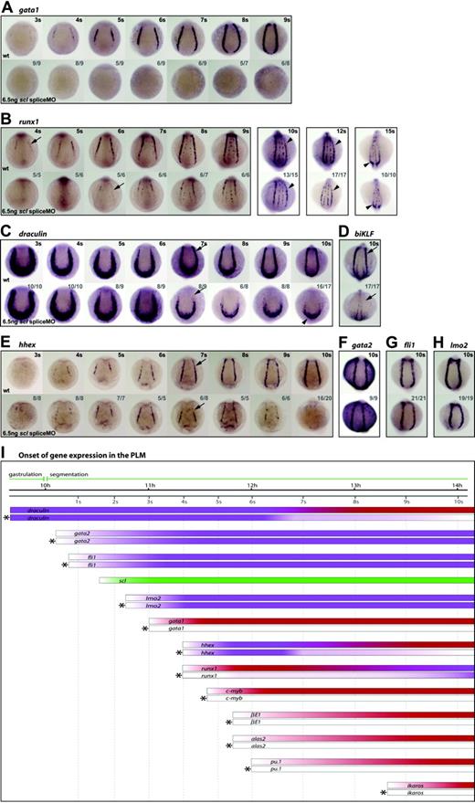 Figure 4. Scl is a critical regulator of PLM development. (A-H) Whole-mount embryos (12 × magnification); posterior views; dorsal, top; numbers of embryos represented in gray. Gata1 expression was never observed in the PLM of morphant embryos (A). Runx1 was at first dependent on Scl, initiated weakly in the PLM of morphants at 6 somites (12 hpf) (B, arrow), and by the 10- to 12-somite stage (14 hpf-15 hpf) appeared almost as robust as wt (B, arrowheads). dra was initially expressed normally in morphants, but appeared reduced from 7 somites (12.5 hpf) (C, arrows). The posterior-most region of dra expression was unaffected (C, arrowhead). biKLF expression was lost in morphants by 10 somites (14 hpf) (D). Hhex expression initiated as normal, appeared reduced at 7 somites (12.5 hpf) (E, arrows) and was lost by 10 somites (14 hpf) (E). Gata2, fli1, and lmo2 expression in the PLM was unaffected in 10-somite (14 hpf) morphants (F-H). (I) Data from in situ analyses are summarized schematically. Bars represent the changing expression of genes over time. Bars marked by asterisks represent gene expression in morphants. Purple, Scl-independence; red, Scl-dependence; green, scl expression.