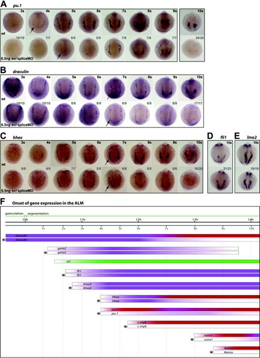 Figure 5. Scl is a critical regulator of early myeloid development. (A-E) Whole-mount embryos (13 × magnification); anterior views; dorsal, top; numbers of embryos represented in gray. Pu.1 expression in the ALM initiated weakly in morphants and 1 somite later than wt (A, arrows), remaining weak until 10 somites (14 hpf) (A). dra was expressed normally in Scl-depleted embryos until 6 somites (12 hpf), then began to appear reduced (B, arrows). Similarly, hhex expression was reduced at 7 somites (12.5 hpf), and was lost by 10 somites (14 hpf) (C, arrows). Fli1 and lmo2 expression in the ALM at 10 somites (14 hpf) was unaffected by Scl-depletion (D, E). (F) Data from such in situ analyses are summarized schematically, as described for Figure 4.