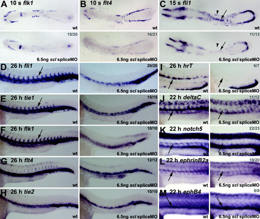 Figure 6. Endothelial development is severely disrupted in Scl-depleted embryos. (A-C) Flat-mount embryos; anterior, left (A-B, 18 × magnification; C, 21 × magnification). (D-H) Whole-mount embryos; lateral view; close-up of trunk/tail region; anterior, left. (I-M) Wholemount embryos (45 × magnification); lateral view; close-up of trunk region; anterior, left. Numbers of embryos represented in gray. At 10 somites (14 hpf), flk1 and flt4 expression in the ALM and PLM was severely reduced in morphant embryos (A, B). At 15 somites (16.5 hpf), fli1 expression was significantly reduced in morphants (C), and the line of DA precursors forming at the midline was not as distinct as in wt (C, arrows). In 26-hpf morphants, fli1 and tie1 expression was severely reduced in the trunk region and lost in ISVs (D, E, arrows). Flk1 expression in the DA was lost, with remaining expression ventrally and laterally (F). At 26 hpf, expression of flt4 and tie2, mainly restricted to the PCV, was not significantly down-regulated in morphant embryos (G, H). (I-M) DA-but not PCV-specific gene expression was lost in Scl-depleted embryos. Expression of artery-specific genes hrT (I), deltaC (J), notch5 (K), and ephrinB2a (L) was entirely lost in morphants. EphB4 expression in the PCV, however, was not depleted (M).