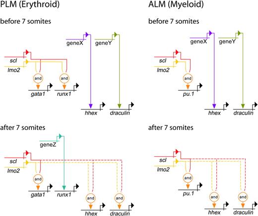Figure 7. Genetic regulatory networks controlling early PLM and ALM development. Direct relationships, illustrated by continuous lines, are defined by 3 criteria: (1) target gene expression is affected by perturbation of activator; (2) target gene and activator are coexpressed; (3) target gene promoter/enhancer sequences contain binding sites for activators, or length of time between perturbation of activator and effect on target gene is probably insufficient to allow for synthesis of intermediates. Where criteria 1 and 2 are met but 3 is unknown, the relationship is described as indirect and depicted by a dashed line. Lmo2 does not bind DNA, but is known to be an obligate member of a multiprotein complex containing Scl (represented here by the “and” function).15,37 PLM (Erythroid): A gata1 enhancer contains binding sites for the multiprotein complex containing Scl and Lmo2.49 Our data show that initiation of gata1 expression is Scl-dependent. Initially, runx1 expression is dependent on Scl, whereas hhex and dra are Scl-independent. After 7 somites (12.5 hpf), hhex and dra become dependent on Scl, whereas runx1 expression gradually becomes Scl-independent. ALM (Myeloid): Pu.1 expression is initially dependent on Scl, whereas hhex and dra are independent. After 7 somites (12.5 hpf), hhex and dra become Scl-dependent. Unknown activators of Scl-independent genes are depicted as genes X, Y, and Z. It is possible that X and Y represent the same gene due to similarities in timing of involvement.