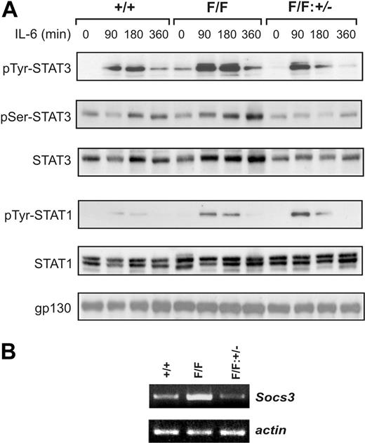 Figure 2. Gp130-dependent STAT3 hyperactivation in gp130Y757F/Y757F mice is reduced on a Stat3 heterozygous (Stat3+/-) background. (A) Gp130+/+, gp130Y757F/Y757F, and gp130Y757F/Y757F:Stat3+/- mice were injected with 5 μg IL-6 for the times indicated. Liver lysates were run out on 10% polyacrylamide gel electrophoresis (PAGE) gels, transferred to nitrocellulose membranes, and then immunoblotted with the indicated antibodies. (B) Semiquantitative reverse transcriptase–polymerase chain reaction (RT-PCR) analysis of Socs3 expression was performed on cDNA derived from total RNA prepared from livers of untreated mice. Also shown is the RT-PCR for β-actin as an internal control for sample normalization and integrity.