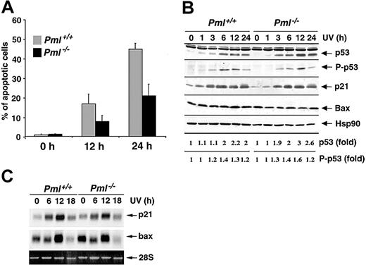 Figure 1. PML modulates the apoptotic response to UV radiation in a p53-independent manner. (A) Pml+/+ (▦) and Pml-/- (▪) MEFs were UV-irradiated with 60 J/m2, and apoptosis was measured at 0, 12, and 24 hours by propidium iodide staining and subdiploid peak analysis. Average of 3 independent experiments ± standard deviation (SD) is shown. (B) p53 Function upon UV radiation is unaltered in Pml-/- MEFs. Pml+/+ and Pml-/- MEFs were UV-treated (60 J/m2) and lysed at 0, 1, 3, 6, 12, and 24 hours. Total extracts were probed with antibodies against p53, phospho (P)–p53 (Ser 18), p21, and Bax. HSP90 levels were measured as loading control. Levels of p53 expression and phosphorylation are represented as fold of induction over untreated controls. (C) Bax and p21 mRNA levels in Pml+/+ and Pml-/- MEFs were analyzed by Northern blot at 0, 6, 12, and 18 hours upon UV irradiation (60 J/m2). Ethidium bromide staining of 28S rRNA is shown as loading control.