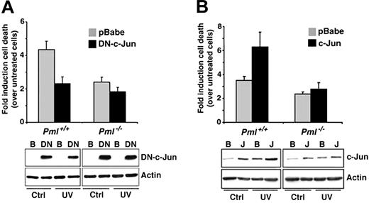 Figure 2. Role of PML and c-Jun in UV-induced apoptosis. (A) Inhibition of c-Jun transcriptional function results in reduction of cell death upon UV radiation. Pml+/+ and Pml-/- MEFs were infected with pBabe (▦) or with a DN–c-Jun (▪). After 2 days of selection, cells were left untreated or UV-irradiated (60 J/m2). Cell death was measured by trypan blue uptake at 24 hours after the irradiation. Bars indicate fold induction of cell death over unirradiated controls. DN–c-Jun levels were measured in pBabe (B)- and DN–c-Jun (DN)–infected cells by using an anti–c-Jun antibody directed against the c-Jun C-terminus. Actin is shown as loading control. Data shown are representative of 3 independent experiments performed in duplicate. (B) c-Jun overexpression potentiates UV-triggered cell death. Pml+/+ and Pml-/- MEFs were infected with pBabe (▦) or c-Jun (▪) retroviruses and UV-treated as described earlier. Cell death was measured by trypan blue uptake at 24 hours after irradiation. Bars indicate fold induction of cell death over unirradiated controls. c-Jun levels were measured in pBabe (B)- and c-Jun (J)–infected cells by using an anti–c-Jun antibody directed against the c-Jun N-terminus. Actin is shown as control of loading. Data shown are representative of 3 independent experiments performed in duplicate. Error bars indicate standard deviation.