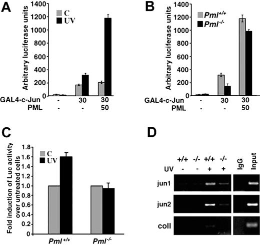 Figure 3. PML regulates c-Jun transcriptional activation upon UV irradiation. (A) PML coactivates c-Jun upon UV irradiation. Activation of GAL4–c-Jun by PML in MEFs. Pml+/+ MEFs were transfected with the GAL4-Luciferase reporter construct and the indicated combinations of GAL4–c-Jun and PML. After 36 hours, cells were left untreated (▦) or UV-irradiated with 40 J/m2 (▪). Reporter activity was measured 3 hours after irradiation. Luciferase is expressed as arbitrary light units and normalized to an internal Renilla luciferase control. Data shown are the mean ± SD of 3 independent experiments performed in triplicate. (B) PML is required for UV-dependent activation of GAL4–c-Jun. Pml+/+ (▦) and Pml-/- (▪) MEFs were transfected with the GAL4-Luciferase reporter construct and the indicated combinations of GAL4–c-Jun and PML and subsequently UV-treated (40 J/m2) for 3 hours. Data shown are the mean ± SD of 3 independent experiments performed in triplicate. (C) The transcriptional activity of endogenous c-Jun is impaired in Pml-/- cells. Pml+/+ and Pml-/- MEFs were transfected with a jun2CRE-Luc reporter plasmid. After 24 hours, transfected cells were left untreated (▦) or UV-treated with 60 J/m2 (▪). Reporter activity was measured 3 hours after irradiation and normalized to an internal Renilla luciferase control. UV-triggered jun2CRE-Luc transcription is expressed as fold induction over luciferase activity in untreated cells. Luciferase activity in untreated cells is arbitrarily shown as 1.0. Data shown are the mean ± SD of 3 independent experiments performed in duplicate. (D) In vivo c-Jun binding to CRE sites is induced by UV irradiation and is defective in the absence of PML. Pml+/+ and Pml-/- MEFs (indicated as +/+ and-/-) were left untreated or UV-irradiated (40 J/m2) and then cultured for 2 hours. Cross-linked chromatin from untreated or UV-treated Pml+/+ and Pml-/- cells was incubated with anti–c-Jun antibody or with control rabbit immunoglobulin G (IgG). Immunoprecipitates were analyzed by PCR with primers specific for jun1 and jun2 regions of the c-jun promoter and for the collagenase (coll) promoter. A sample representing 0.5% of total input chromatin (input) was included in the PCR reactions. Data shown are representative of 3 independent experiments.