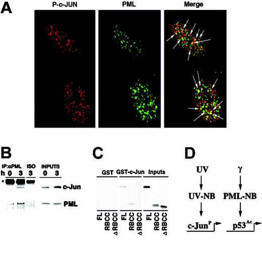 Figure 5. PML and c-Jun colocalize and interact. (A) PML colocalizes with phosphorylated c-Jun into the UV-NB. Primary human fibroblasts were UV-treated (60 J/m2) and stained with antibodies against PML (green) and phosphorylated c-Jun (Ser 63) (P–c-Jun; red). Arrows indicate sites of PML and P–c-Jun colocalization (yellow). (B) PML interacts with c-Jun. WI-38 cells were left untreated or UV-treated (60 J/m2) and lysed after 3 hours. Anti-PML immunoprecipitates were probed with antibodies against c-Jun or PML. An isotypic IgG antibody (ISO) was used as negative control of coimmunoprecipitation. (C) c-Jun and PML directly interact. GST–c-Jun glutathione beads were incubated with in vitro–translated PML, PML RBCC (RING finger-B box-coiled coil), or PML ΔRBCC and then extensively washed. The input is 20% of the in vitro–translated PML used in the pull-down experiment. Data shown are representative of 3 independent experiments. (D) A model for PML function upon distinct genotoxic stresses. While PML regulates p53 upon γ-irradiation, it selectively modulates c-Jun proapoptotic function upon UV irradiation.
