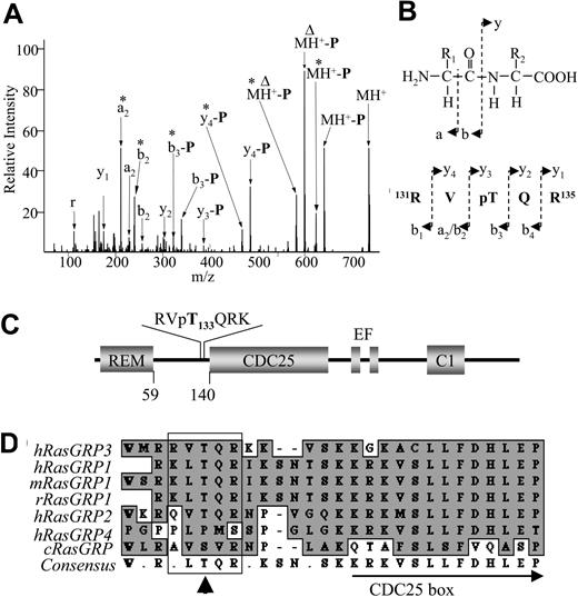 Figure 1. Threonine 133 in RasGRP3 is phosphorylated in vitro by PKCθ. (A) MS/MS spectrum of phosphopeptide m/z 739.36 (131-RVpTQR-135) derived from analysis of RasGRP3 that was subjected to phosphorylation by recombinant PKCθ. The fragment ions are labeled with peak assignments (a, b, or y ions) conforming to the common notation used for peptide fragment ions. The peak labeled MH+ corresponds to the protonated ion of the phosphorylated parental tryptic peptide. Peaks resulting from neutral loss of a phosphate group from an ion are marked “-P.” * denotes the loss of an “-NH3”; Δ, the loss of a “-C(NH)2”; and r, immonium ion of arginine. (B) Generic (top) and specific (bottom) structural representations of a, b, and y fragment ions are shown. (C) A schematic diagram of RasGRP3 with the position of the deduced phosphorylation and the sequence of the diagnostic peptide shown. REM indicates Ras exchange motif; CDC25, Ras activator domain; EF, calcium-binding domain; and C1, DAG-binding domain. (D) The region surrounding the PKC phosphorylation site in human RasGRP3 is shown aligned with other RasGRP family members including mouse and rat RasGRP1. cRasGRP indicates C elegans RasGRP. Consensus sequence is summarized at the bottom (consensus). The position of the partially conserved Thr is shown with a vertical arrow, while the box highlights flanking basic residues. The amino terminal region of the CDC25 box is also indicated. Conserved sequences are indicated by shading.
