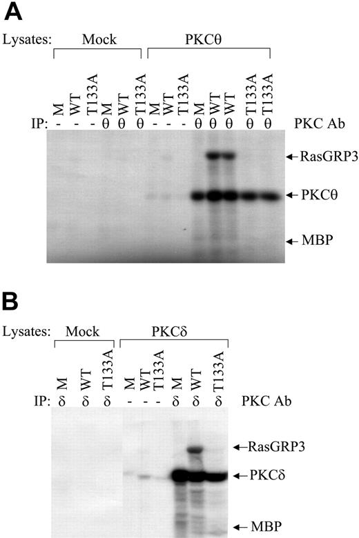 Figure 2. RasGRP3 Thr133Ala substitution blocks in vitro phosphorylation by nPKC forms PKCθ and PKCδ. (A) The effect of a RasGRP3 Thr133Ala substitution on phosphorylation by PKCθ is shown. Parental MBP (M), MBP-RasGRP3 (WT), or MBP-RasGRP3 Thr133Ala (T133A) were used as substrates in an immune complex kinase assay, as described in “Materials and methods.” Arrows show, from top to bottom, phosphorylation of MBP-RasGRP3, autophosphorylation of PKCθ, and the position of parental MBP protein. Some lanes are in duplicate. IP indicates immunoprecipitation; Ab, antibody. (B) Similar experiments as in panel A were performed with PKCδ. Results are representative of 3 independent experiments.