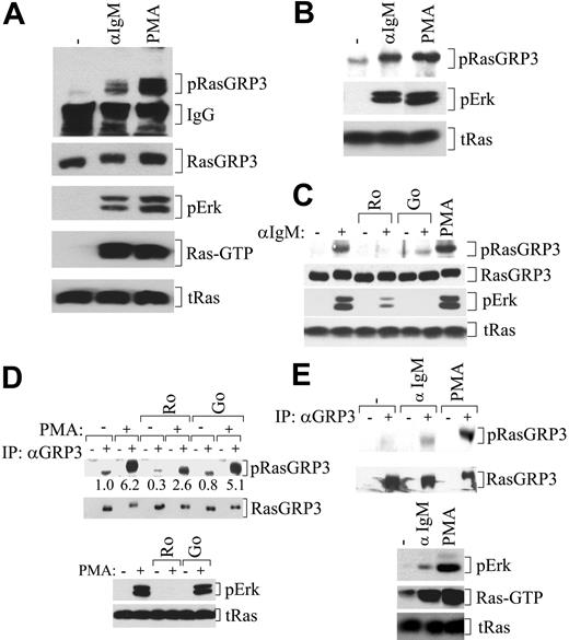 Figure 3. PKC-dependent RasGRP3 phosphorylation on Thr133 occurs in B cells after stimulation and is correlated with Ras-Erk signaling. (A) Ramos B cells were left untreated or stimulated with PMA for 10 minutes or anti-IgM for 5 minutes, and the levels of Thr133-phosphorylated RasGRP3 (pRasGRP3), immunoglobulin G (IgG), RasGRP3, phosphorylated Erk, Ras-GTP, and total Ras (tRas) were determined. (B) Ramos B cells were treated as in panel A. Phosphorylated RasGRP3 was immune-precipitated with anti-3/pThr133 antibodies and precipitated RasGRP3 was then detected by immunoblotting. Levels of phospho-Erk and total Ras in lysates were also determined. (C) Ramos B cells were pretreated with inhibitors followed by stimulation with anti-IgM antibodies, as indicated, and lysates were probed for Thr133-phosphorylated RasGRP3, total RasGRP3, and phosphorylated Erk. PMA-treated cells served as a positive control. Ro indicates Ro318220; Go, Go6976. (D) Ramos B cells were pretreated as in panel C, and then stimulated with PMA for 10 minutes followed by analysis of RasGRP3 (top) and other signaling molecules (bottom). Numbers are quantification of band intensity. (E) Mouse B cells were stimulated with anti-IgM antibodies for 5 minutes or PMA for 10 minutes. RasGRP3 phosphorylation and RasGRP3 recovery (top) were determined as in panel A, as were the levels of phospho-Erk, Ras-GTP, and total Ras in lysates (bottom). Results are representative of at least 2 independent experiments.