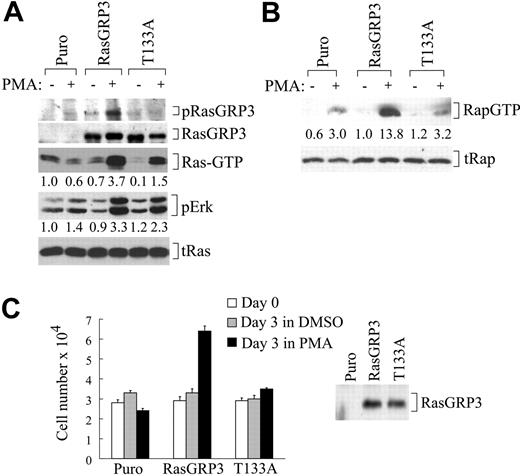 Figure 4. RasGRP3 Thr133Ala expressed in rat2 cells is defective at PMA-induced Ras-Erk signaling and PMA-induced growth. (A) Rat2 cells expressing empty vector (Puro), RasGRP3, or RasGRP3Thr133Ala (T133A) were either left unstimulated or stimulated with PMA for 10 minutes. Lysates were assayed for Thr133-phosphorylated RasGRP3, RasGRP3, phospho-Erk, Ras-GTP, and total Ras by immunoblotting. Numbers are quantification of band intensity. (B) Rat2 cells similar to those in panel A were assayed for Rap-GTP and total Rap (tRap). Numbers are quantification of band intensity. (C, left) Rat2 cells similar to those in panel A were plated in complete medium. One set of plates was harvested later the same day (□), while 2 sets were incubated for 3 days in medium containing 0.5% FBS alone (▦) or supplemented with 100 nM PMA (▪) before performing cell counts. Values represent the means ± standard deviations of triplicates within a single experiment (P < .01). (Right) RasGRP3 expression levels in these cells were estimated using anti-RasGRP3 antibodies. Results are representative of at least 2 independent experiments.