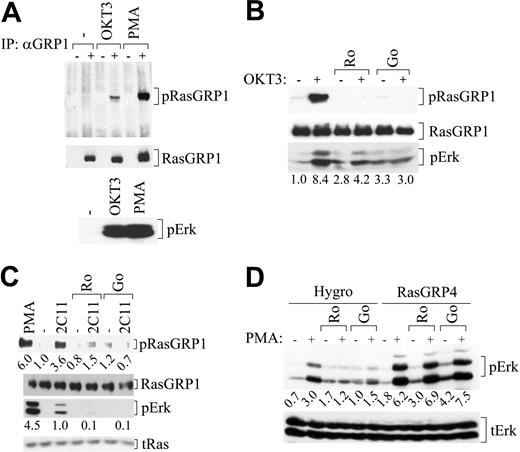 Figure 5. RasGRP1 in T cells is subject to PKC-dependent regulatory phosphorylation on Thr184, while RasGRP4 is regulated by other means. (A) Jurkat T cells were left untreated or were stimulated with anti-TCR antibodies (OKT3) for 5 minutes or PMA for 10 minutes, and lysates were probed for Thr184-phosphorylated RasGRP1 and total RasGRP1 (top). Signaling to Erk was also monitored (bottom). (B) Jurkat T cells were pretreated with PKC inhibitors and stimulated with the anti-TCR antibody OKT3. Lysates were assayed for phospho-RasGRP1 and total RasGRP1, as in panel A. Lysates were also probed for phospho-Erk to monitor signaling. (C) Mouse T cells were pretreated with inhibitors and stimulated with anti-TCR antibodies (2C11) or PMA, and lysates were probed for signaling molecules as in panel B. Numbers are quantification of band intensity. (D) Rat2 cells expressing empty vector pBabeHygro (Hygro) or RasGRP4 in the same vector were pretreated with inhibitors, followed by PMA treatment, as indicated. Total cell lysates were blotted for phospho-Erk to monitor Ras-Erk signaling and total Erk (tErk) as a loading control. Numbers are quantification of band intensity. Results are representative of at least 2 independent experiments.