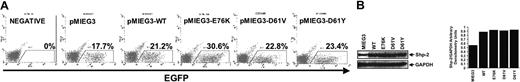 Figure 1. Transduction of murine bone marrow cells and ectopic Shp-2 expression. (A) Low-density bone marrow mononuclear cells from C57/Bl6 mice were transduced with ecotropic retroviral supernatants (pMIEG3, pMIEG3-WT, pMIEG3-E76K, pMIEG3-D61V, and pMIEG3-D61Y) and tranduced cells were enriched by sorting for EGFP expression. Representative FACS showing the percentage of EGFP+ cells for collection of transduced cells is demonstrated. (B, left) Western blot analysis demonstrated that the exogenously introduced Shp-2 proteins are equally expressed in each group of transduced cells. Shp-2 band intensities normalized to GAPDH are shown graphically (right). Representative Western blot of 2 independent experiments with similar results.