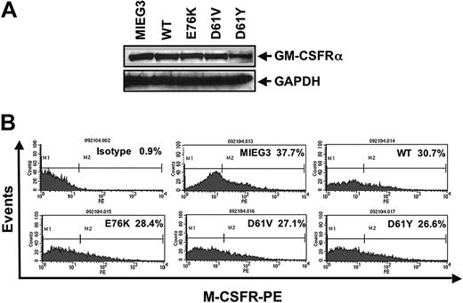 Figure 4. Macrophage progenitors derived from MIEG3-, WT-, E76K-, D61V-, and D61Y-transduced cells express similar levels of the GM-CSF and M-CSF receptors. Given the variable response observed in macrophage proliferation in response to GM-CSF and M-CSF, receptor levels for each of these cytokines was examined. (A) Protein extracts prepared from macrophage progenitor cultures were evaluated for the unique α chain of the GM-CSF receptor. (B) Macrophage progenitors were collected, incubated with anti–M-CSFR, and secondarily stained with PE-conjugated F(ab′)2 fragment goat anti–rat IgG followed by FACS analysis to determine the percentage of M-CSFR+ cells.